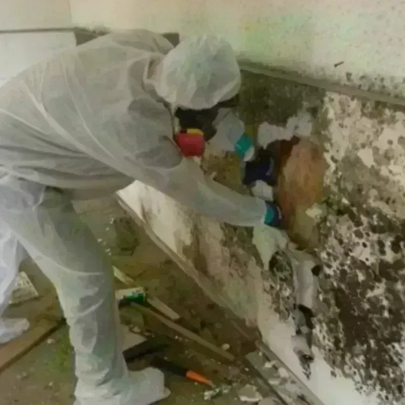 Mold Remediation and Removal in Newkirk, OK